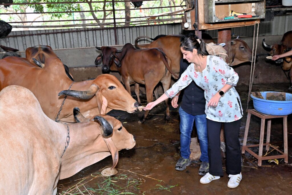 A volunteer from Shivam Autozone gently feeding flatbread to a cow at a shelter. This moment of care is part of Shivam Autozone’s ongoing CSR initiatives focused on animal welfare. Through these acts of social responsibility, the company strives to create a compassionate community impact throughout Maharashtra and Mumbai communities.