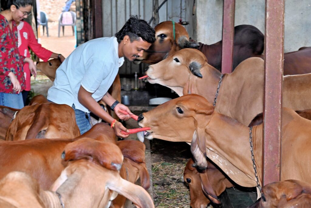 A Shivam Autozone team member feeding fresh carrots to several cows at once in a row. This organized feeding event highlights the scale of the company's CSR initiatives and its focus on driving a meaningful community impact and promoting sustainability in local animal shelters.