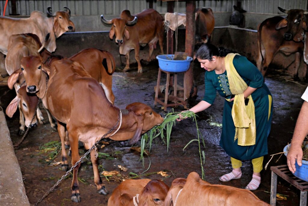 A Shivam Autozone employee, dressed in traditional attire, hand-feeding bundles of fresh green fodder to a young calf at the Nira Gau Seva Research Foundation. This personal act of care is a key part of the company's CSR initiatives, showcasing its commitment to social responsibility and sustainability within Maharashtra and Mumbai communities to drive a meaningful community impact.
